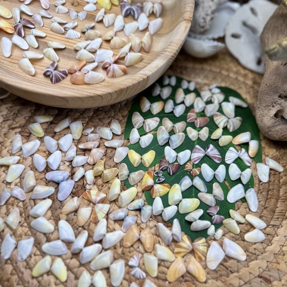 50 (25 Pairs) Florida Coquina Seashells Butterfly Shells DIY Crafting Bulk Lot - Picture 5 of 16